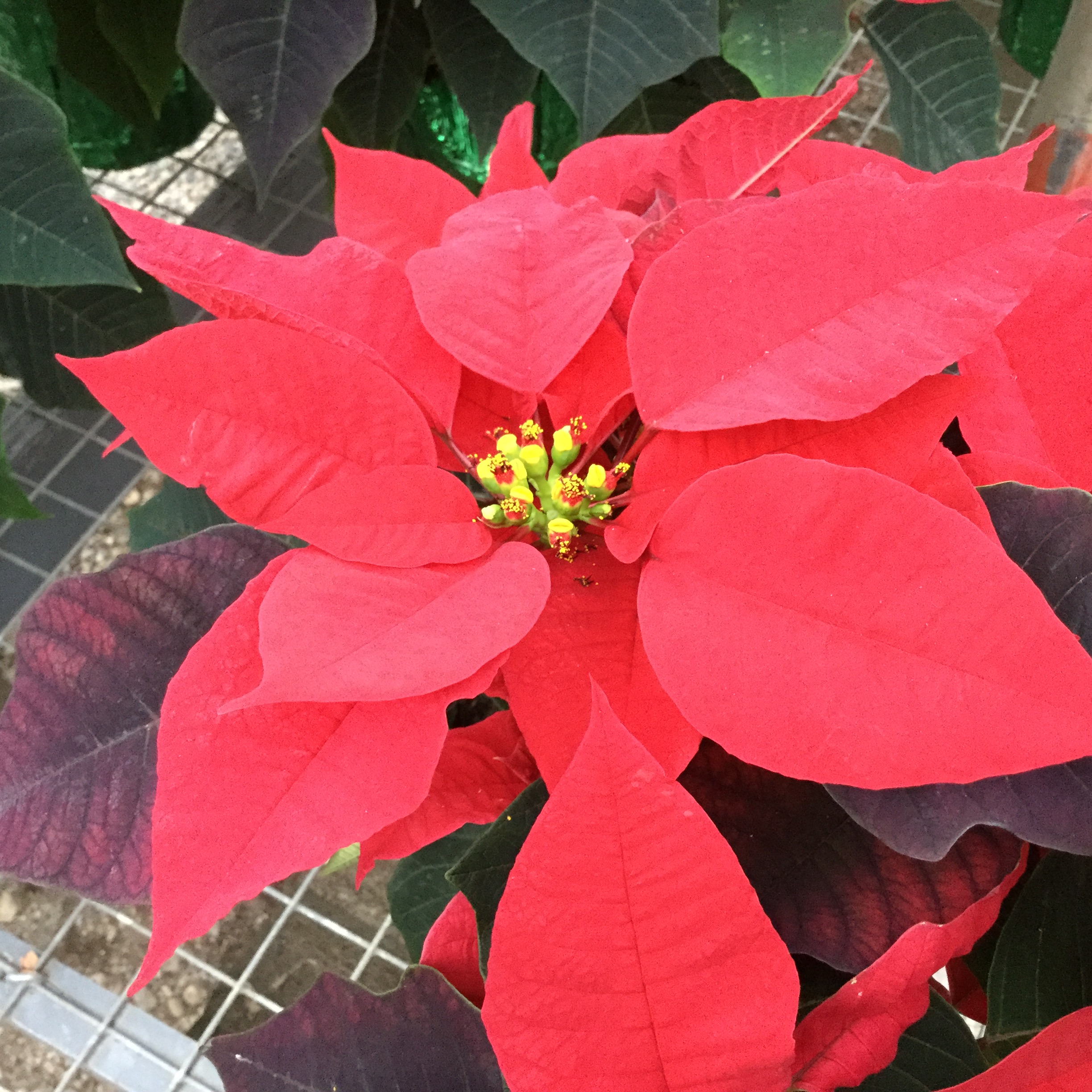 Red Pointsettia