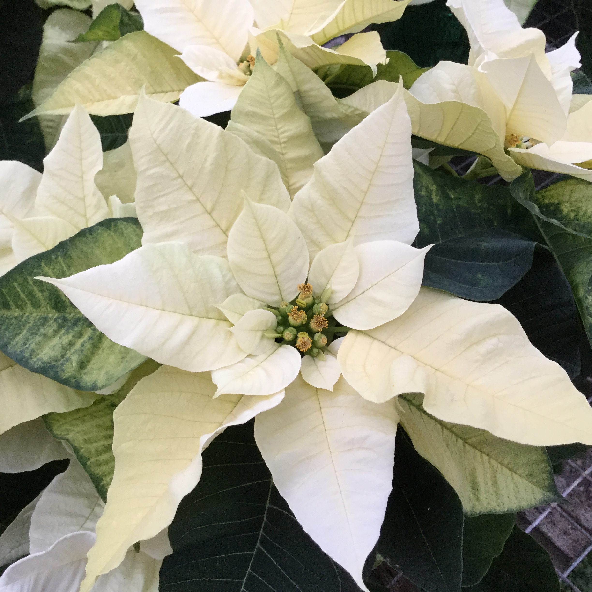 White Pointsettia